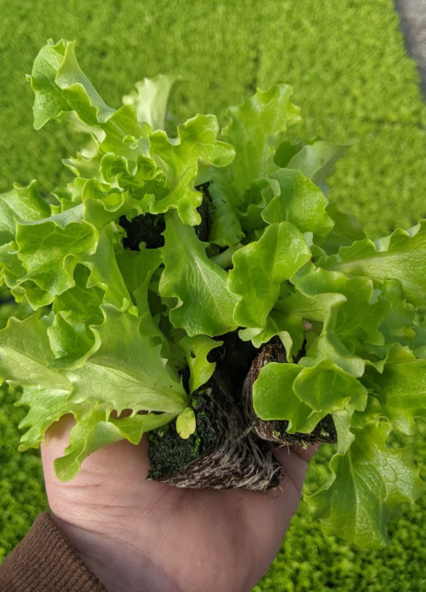 Image of plants