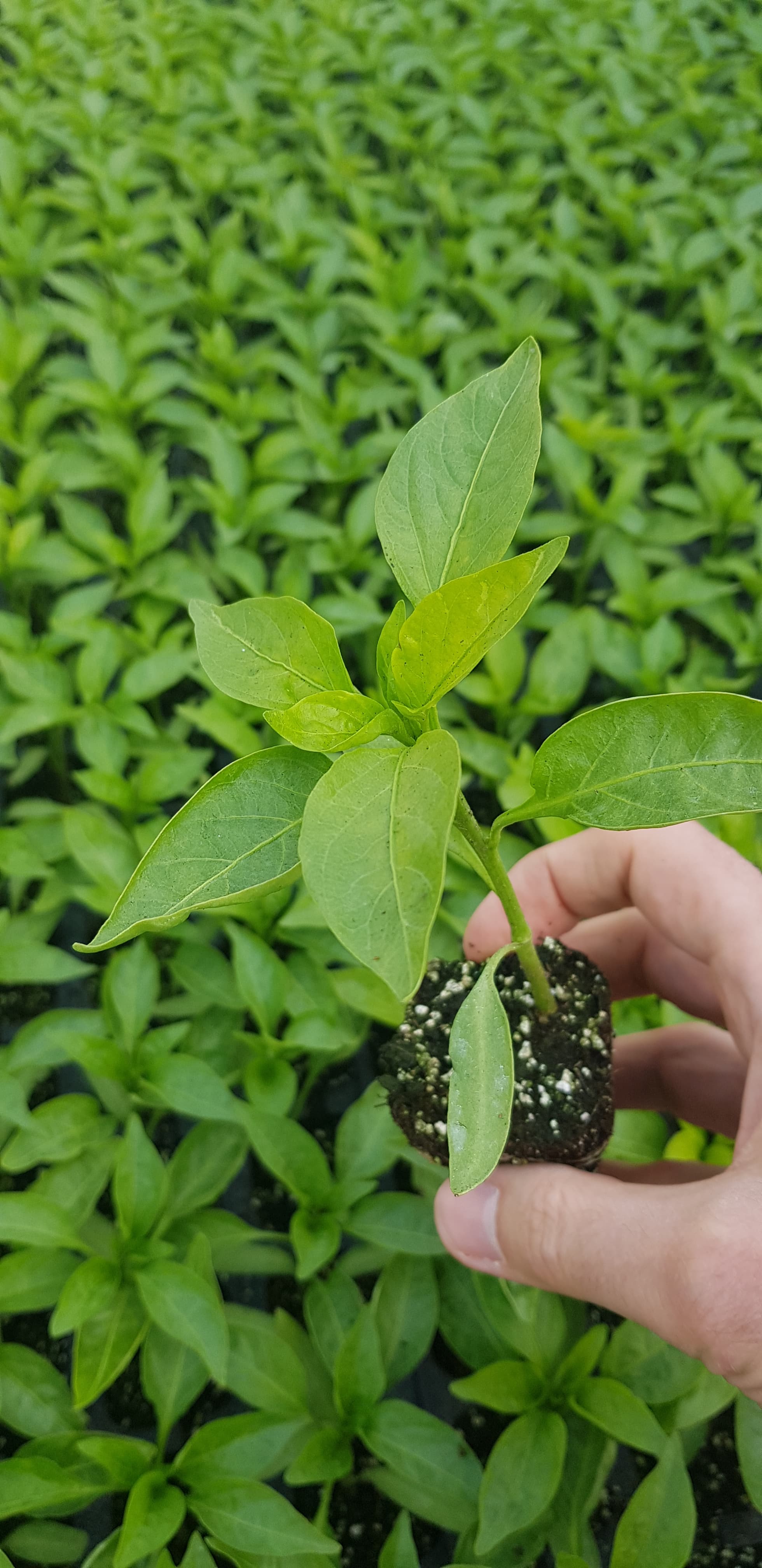 Image of plants