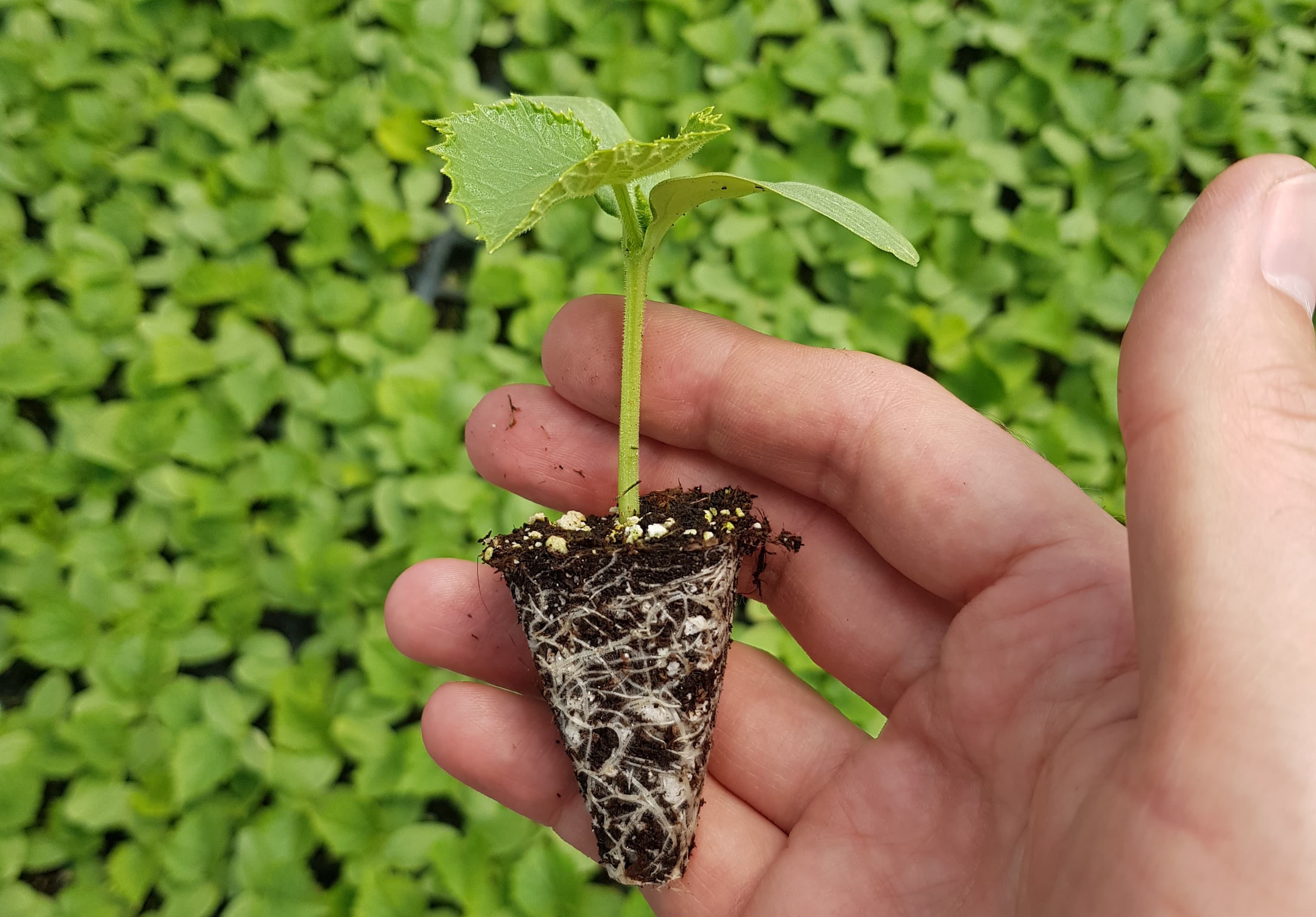 Image of plants