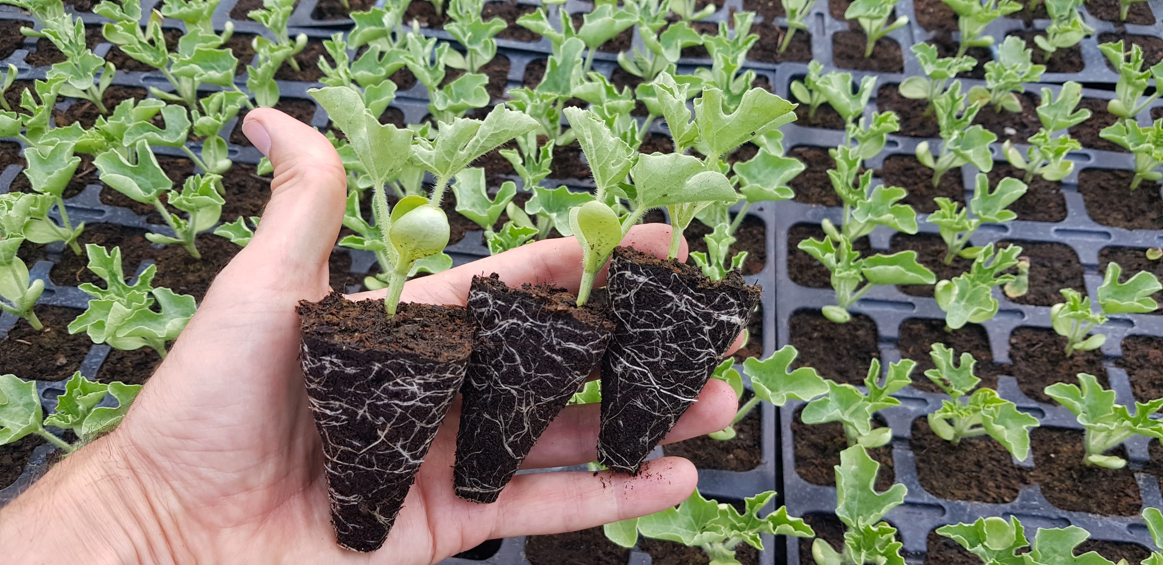 Image of plants