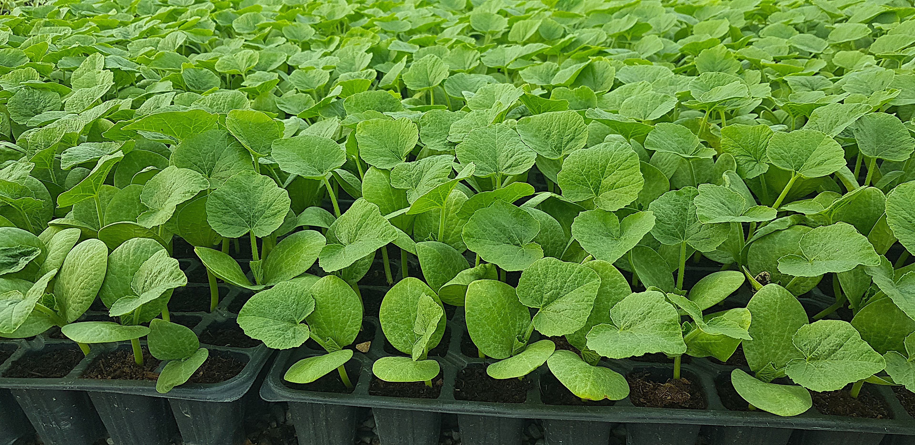 Image of plants